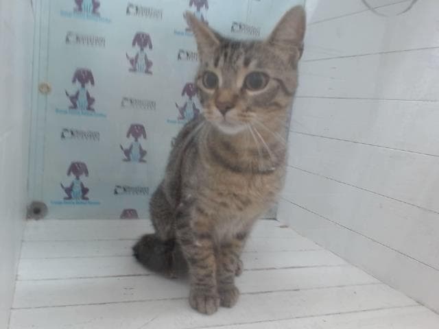 Luna - Domestic Short Hair