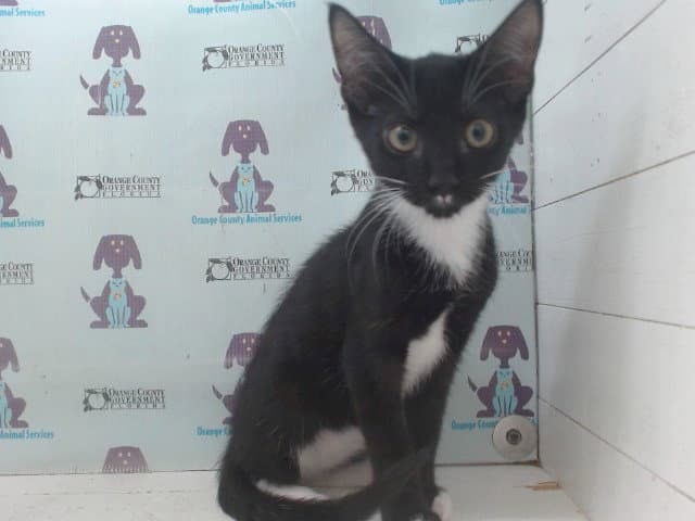 Eclipse - Domestic Short Hair