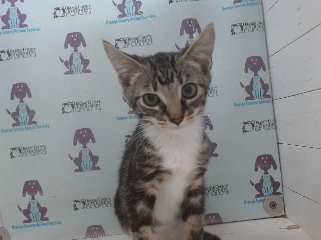 Comet - Domestic Short Hair