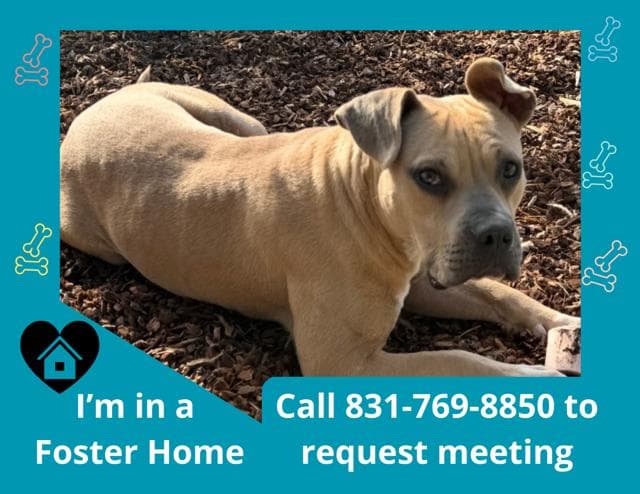 Pete - Pit Bull Terrier