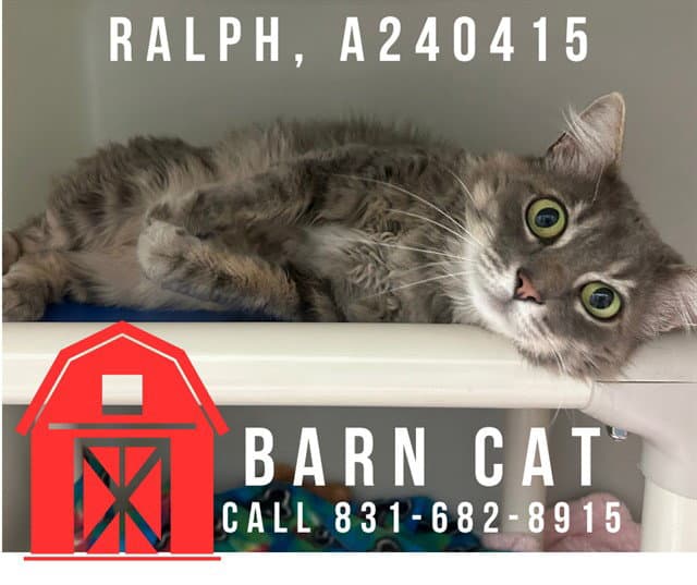 Ralph - Domestic Long Hair