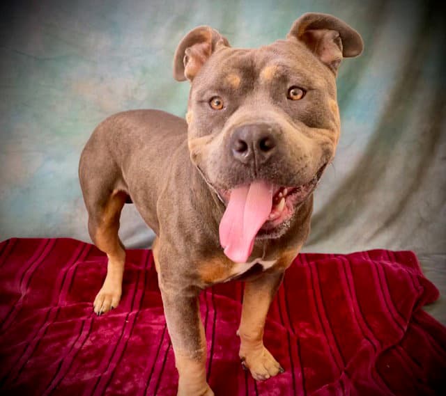 Tyson - Pit Bull Terrier
