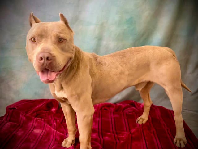 Duke - Pit Bull Terrier