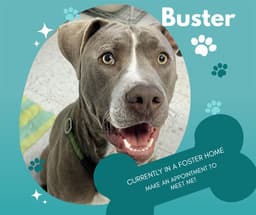 Buster image 1