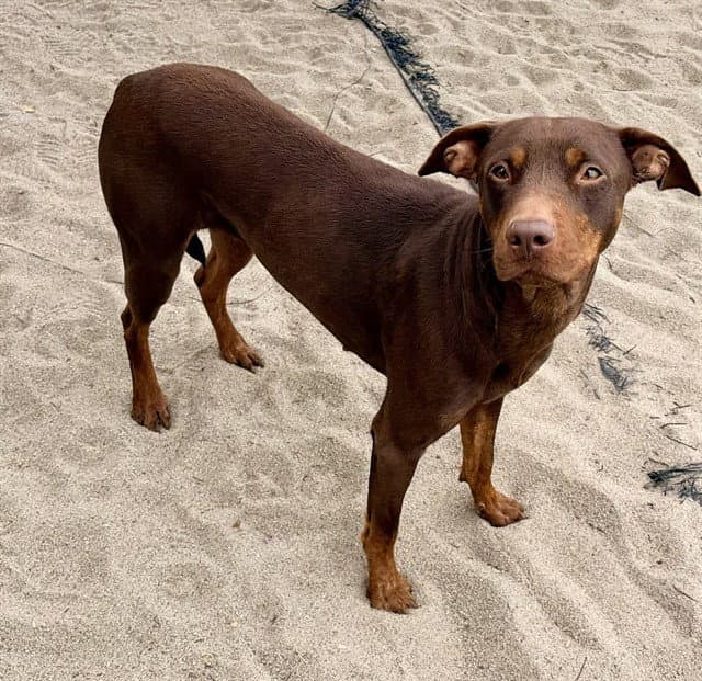 Aspen - Doberman Pinscher