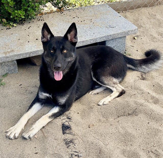 Beck - German Shepherd Dog