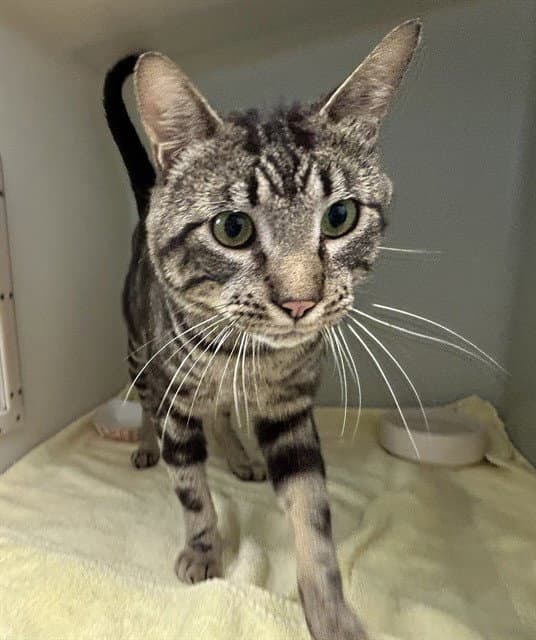 Obi - Domestic Short Hair