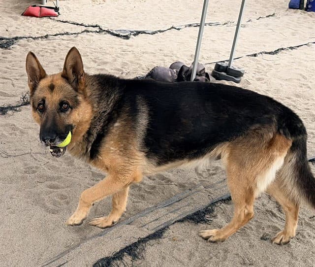 King - German Shepherd Dog