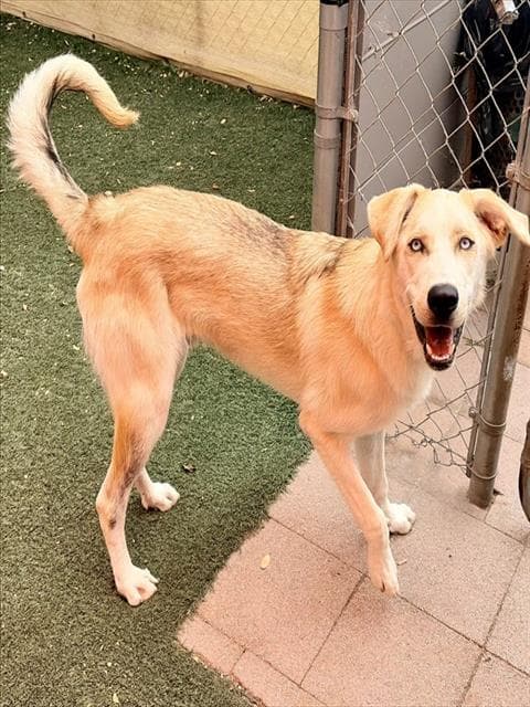 Hank - Anatolian Shepherd