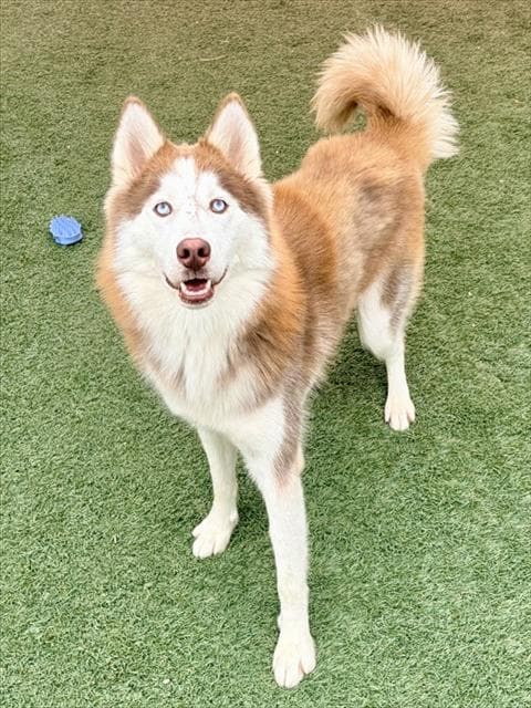 Rosie - Siberian Husky