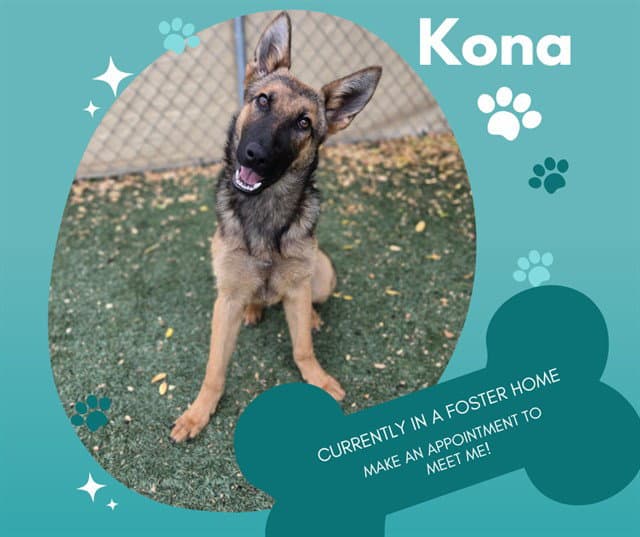 Kona - German Shepherd Dog