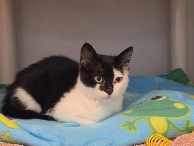 Pixie - Domestic Short Hair