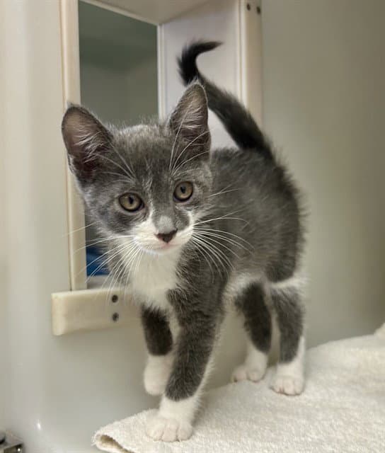 Levi - Domestic Short Hair