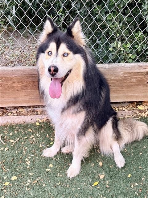Franco - Husky