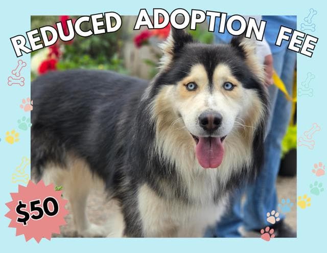 Franco - Husky