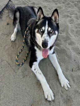 Toby image 1