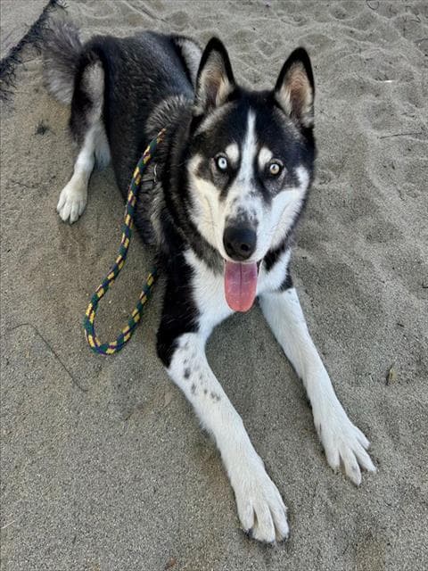 Toby - Siberian Husky