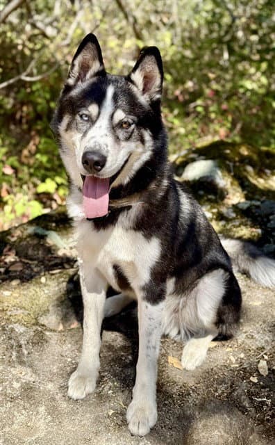 Toby - Siberian Husky