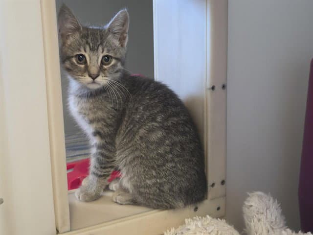 Hermia - Domestic Short Hair