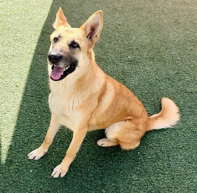 Marley - German Shepherd Dog