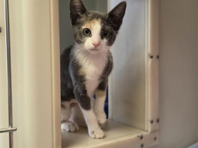 Violeta - Domestic Short Hair