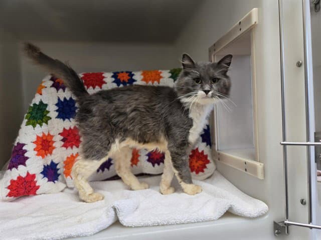 Higgins - Domestic Medium Hair