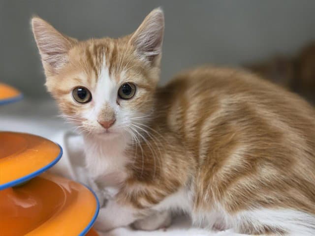 Winston - Domestic Short Hair