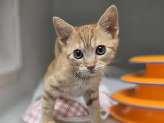 Thomas - Domestic Short Hair