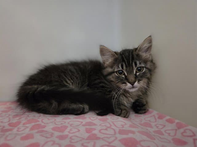Maxy - Domestic Medium Hair