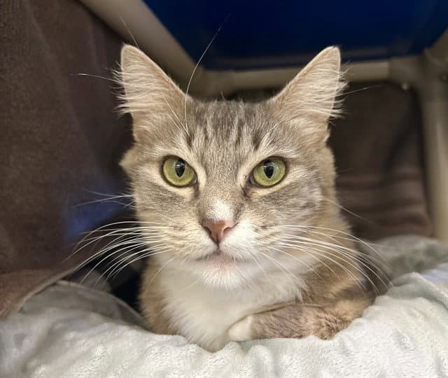 Giselle - Domestic Long Hair