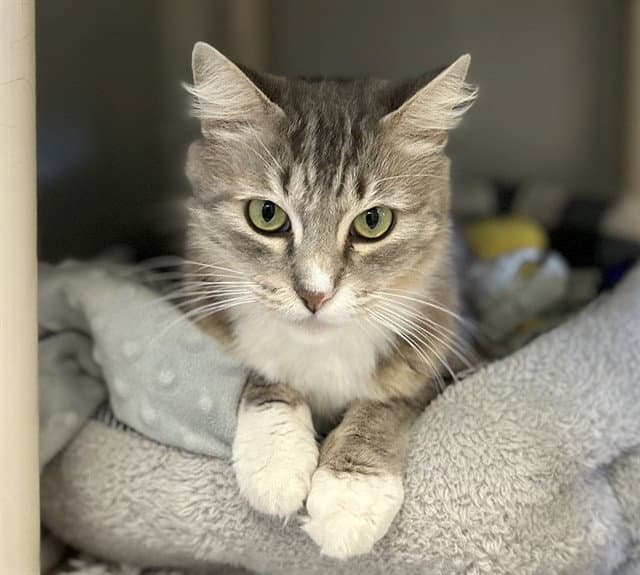 Giselle - Domestic Long Hair