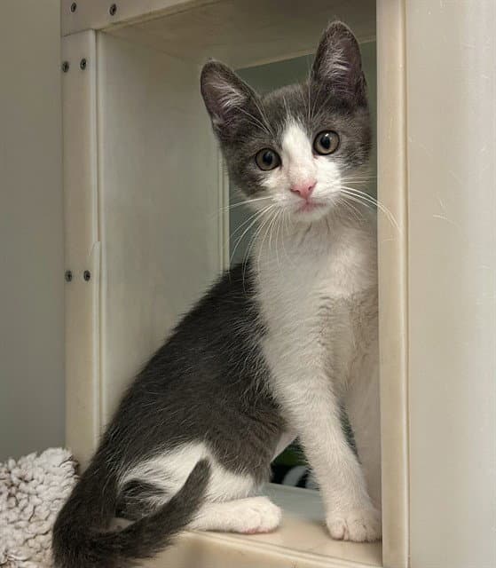 Missy - Domestic Short Hair