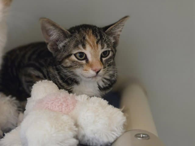 Sapphire - Domestic Short Hair