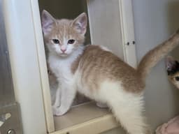 Bucky image 1
