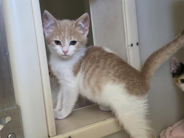 Bucky - Domestic Short Hair