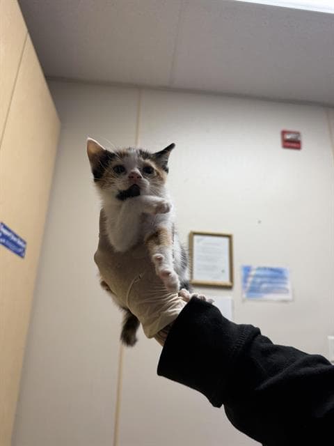 Zara - Domestic Short Hair