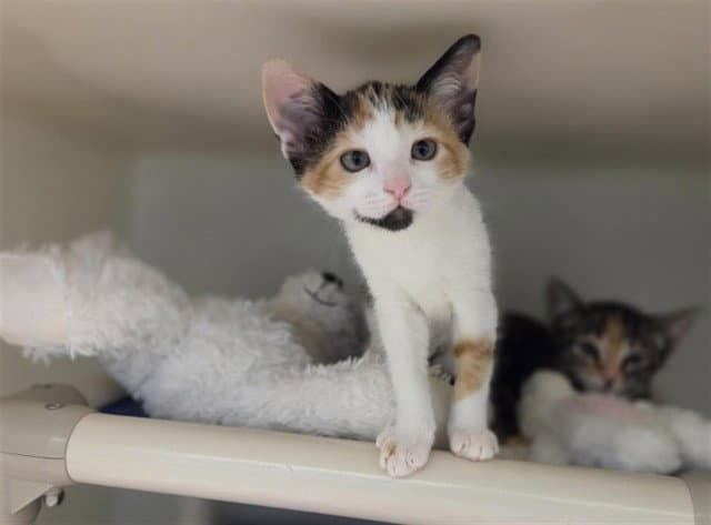 Zara - Domestic Short Hair