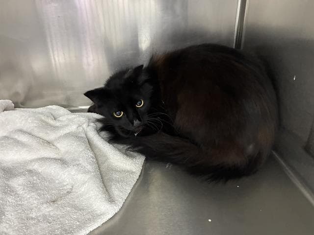 Marco - Domestic Medium Hair