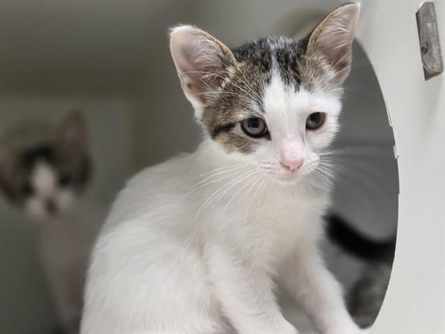 Donny - Domestic Short Hair