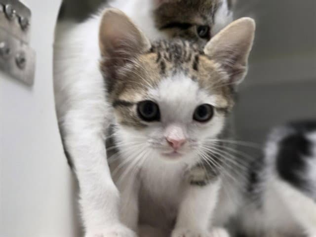 Megamind - Domestic Short Hair