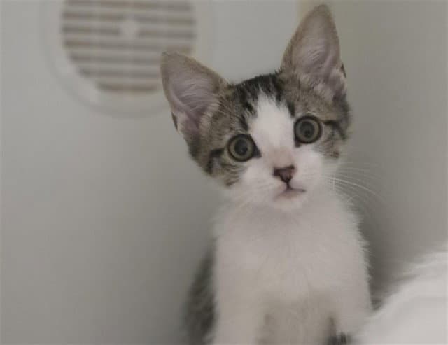 Pants - Domestic Short Hair