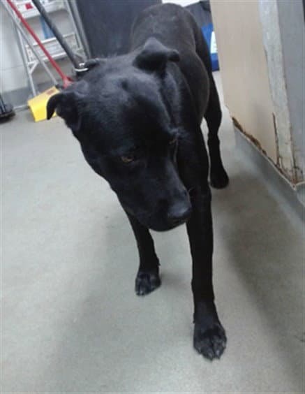 Selene - Labrador Retriever