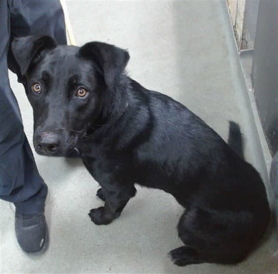 Dahlia - Border Collie