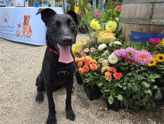 Dahlia - Border Collie