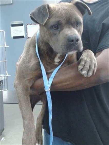 Dash - Pit Bull Terrier