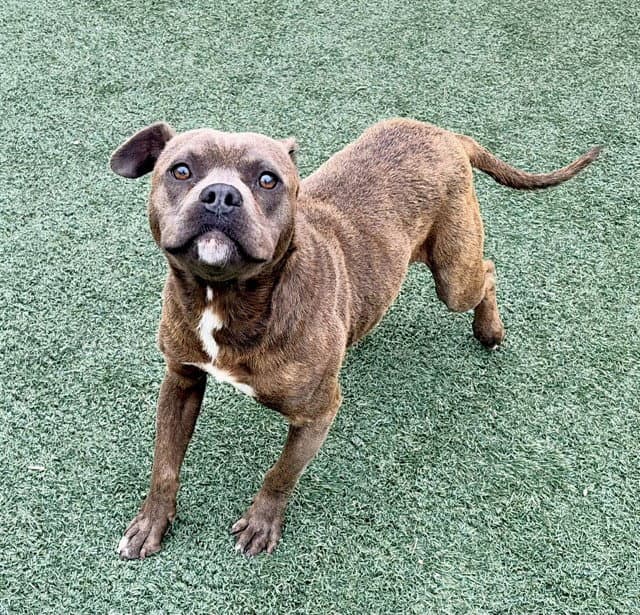 Dash - Pit Bull Terrier
