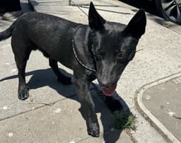 Blackie image 1