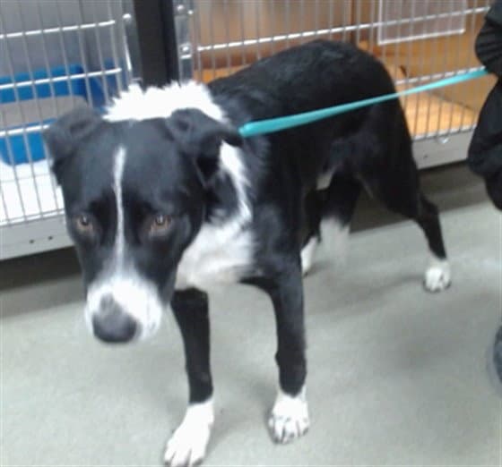 Max - Border Collie