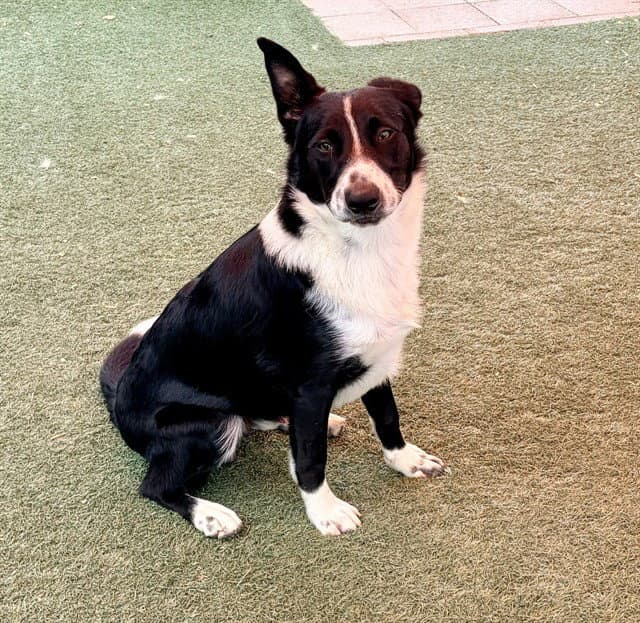 Max - Border Collie