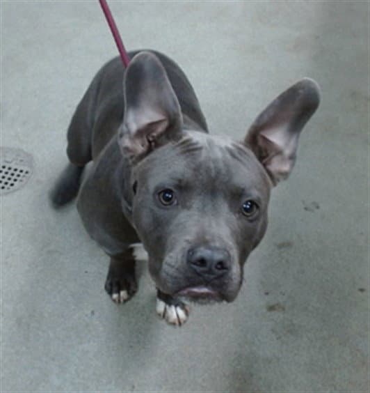 Gumbo - Pit Bull Terrier